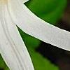 Erythronium albidum, flowers