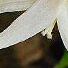 Erythronium albidum, flowers