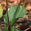 Erythronium 'Pagoda', habit