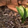 Erythronium 'Pagoda', habit