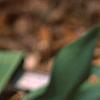 Erythronium 'Pagoda', habit