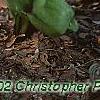 Erythronium 'Pagoda', habit