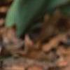 Erythronium 'Pagoda', habit