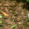 Erythronium 'Pagoda', habit