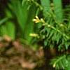 Erythronium 'Pagoda', habit