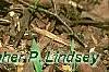 Erythronium 'Pagoda', habit