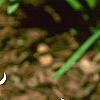 Erythronium 'Pagoda', habit