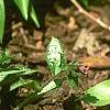 Erythronium 'Pagoda', habit