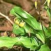 Erythronium 'Pagoda', habit