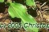 Erythronium 'Pagoda', habit