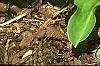 Erythronium 'Pagoda', habit