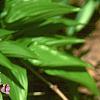 Erythronium 'Pagoda', habit
