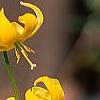 Erythronium 'Pagoda', flowers