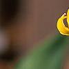 Erythronium 'Pagoda', flowers