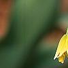 Erythronium 'Pagoda', flowers