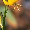 Erythronium 'Pagoda', flowers