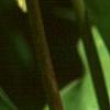 Erythronium 'Pagoda', flowers