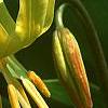 Erythronium 'Pagoda', flowers