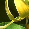 Erythronium 'Pagoda', flowers