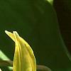 Erythronium 'Pagoda', flowers