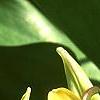 Erythronium 'Pagoda', flowers