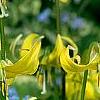 Erythronium 'Pagoda', flowers