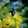 Erythronium 'Pagoda', flowers