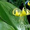 Erythronium 'Pagoda', flowers