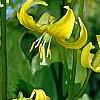 Erythronium 'Pagoda', flowers