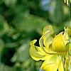 Erythronium 'Pagoda', flowers