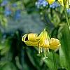 Erythronium 'Pagoda', flowers
