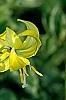 Erythronium 'Pagoda', flowers