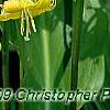 Erythronium 'Pagoda', flowers