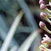 Eucomis comosa, flowers
