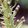 Eucomis comosa, flowers