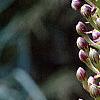 Eucomis comosa, flowers