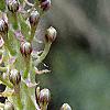 Eucomis comosa, flowers