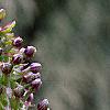 Eucomis comosa, flowers
