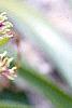 Eucomis comosa, flowers