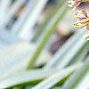 Eucomis comosa, flowers