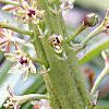 Eucomis comosa, flowers