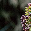 Eucomis comosa, flowers