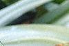 Eucomis comosa, flowers