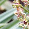 Eucomis comosa, flowers