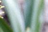 Eucomis comosa, flowers