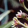 Eucomis comosa, flowers