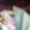 Eucomis comosa, flowers