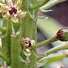 Eucomis comosa, flowers