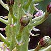 Eucomis comosa, flowers