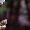 Eucomis comosa, flowers